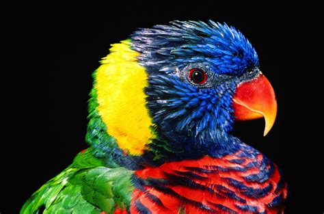 exotic bird wallpaper wallpapersafari