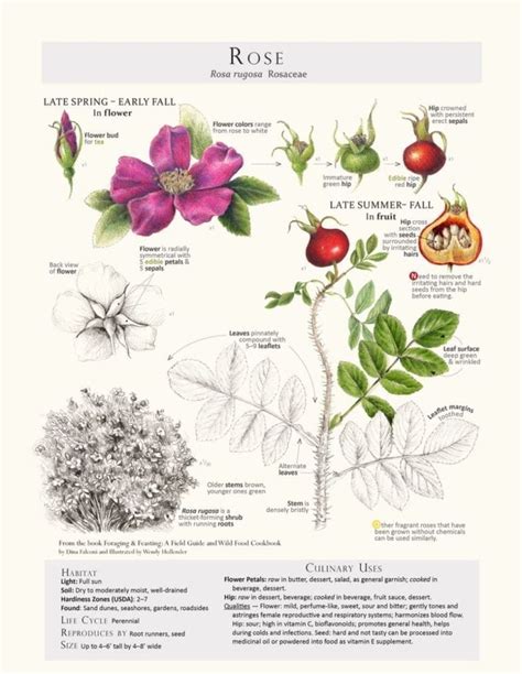 edible flowers foraging feastings essential info wondrous recipes