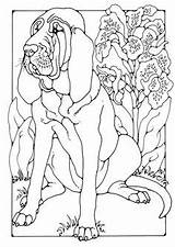 Coloring Bloodhound Chien Coloriages Hubert Saint sketch template