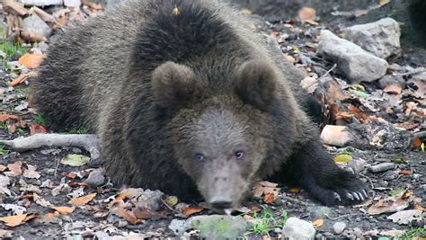 brown bear eating stock footage video  royalty