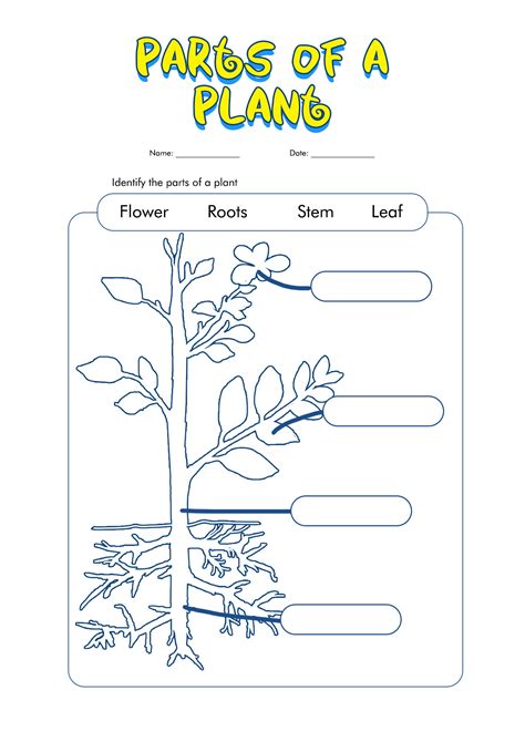 ideas  coloring empty flower label worksheet