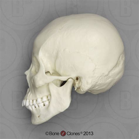 Human Female Asian Skull Bone Clones Inc