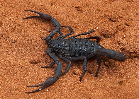 svart skorpion hans  bjorstads fotoblogg