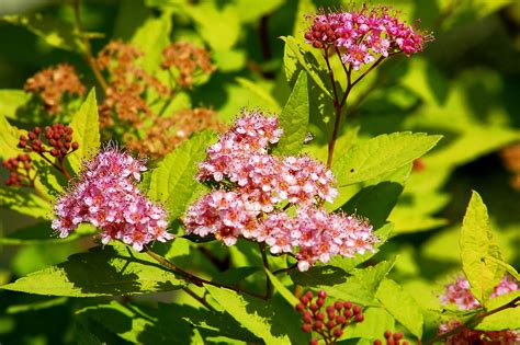 gold mound spirea care  growing guide