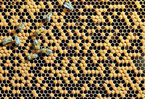 Diploid Drones Are A Result Of Inbreeding Honey Bee Suite