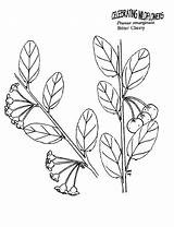 Coloring Prunus Designlooter sketch template