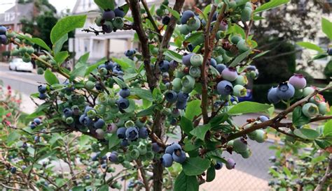 grow blueberry plant  home  lean agro