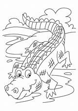 Crocodile Zoo sketch template
