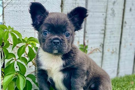 fluffy frenchie        unusual pup