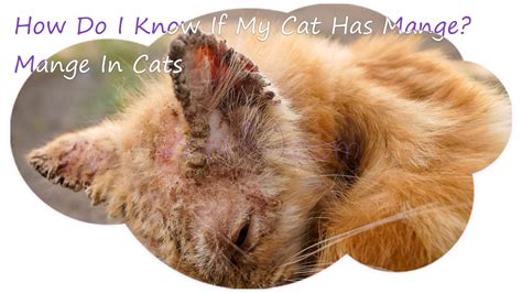 common cat skin problems scabs allergies kotikmeow