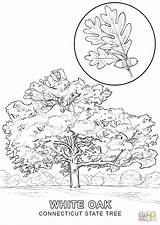Coloring Tree State Pages Maryland Illinois Connecticut Drawing Missouri Texas Louisiana Printable Symbols Oak Trees Monkey Hanging Color Empire Building sketch template