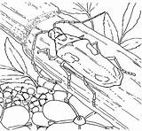 Longhorn Beetle Coloring Pages Elderberry Valley Choose Board sketch template