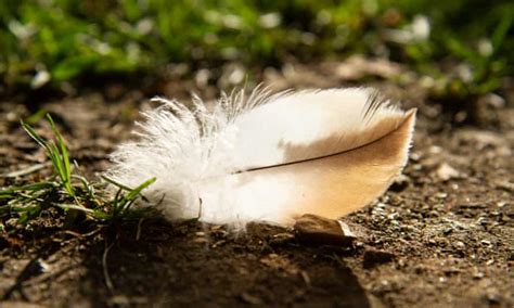 country diary one feather does not describe a whole bird birds the