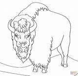 Bison Coloring Pages Angry Clipart Printable Template Webstockreview Print Herd Sheet sketch template