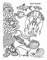 Reef Coloringnature sketch template