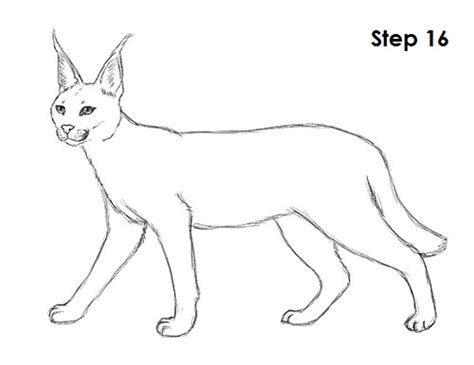 caracal coloring pages colouring page  sketch coloring page