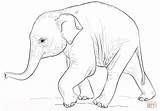 Elephant Coloring Baby Pages Cute Drawing Draw Elephants Printable Step Color Supercoloring Asian Sheet Print Drawings African Tutorials Ba Pretty sketch template