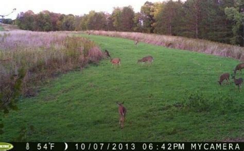 Food Plots Critical Evening Deer Feeding Pattern