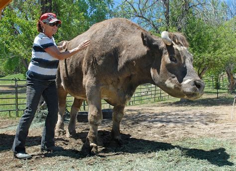 The Gentle Giant Massive And ‘very Loved’