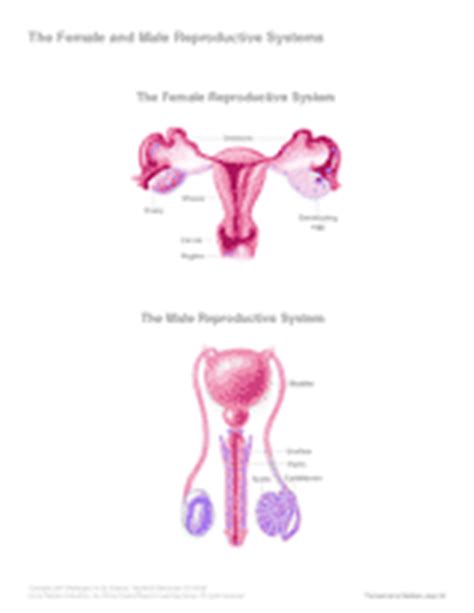 female  male reproductive systems teachervision