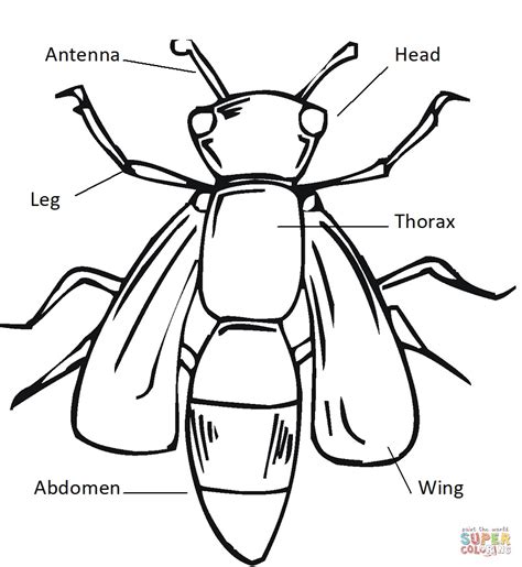 insect body parts coloring page