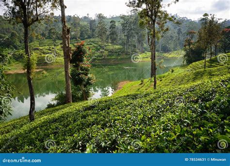 sri lanka  tea estates stock image image  reservoir