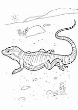 Lizard Monitor Coloring Pages Coloringway sketch template