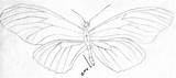 Longwing sketch template