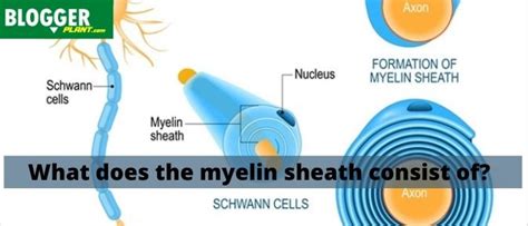 myelin sheath consists