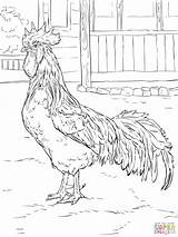 Coloring Rooster Chicken Pages Leghorn Brown Adults Printable Supercoloring Color Chickens Adult Drawing Sheets Drawings Book Coloringbay Books Coloriage Coq sketch template