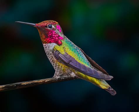 colorful hummingbird poshgalleria