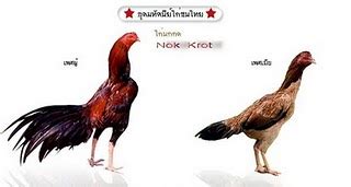 ayam bangkok nama ayam sabung  thailand