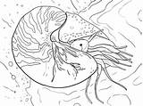 Nautilo Squid Tiere Nautilus Malvorlagen Coloriages Molluschi Unterwasser Printmania Supercoloring Birijus sketch template
