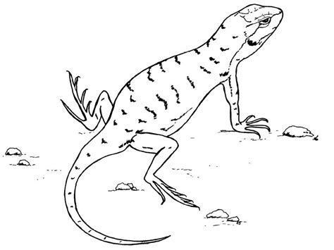 lizard drawing pictures  getdrawings