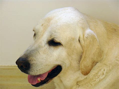 un chien revient tous les jours depuis 5 ans sur les lieux de la mort de son maître lovelive
