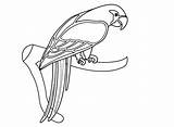 Parrot Papagei Ausmalbilder Parrots African sketch template