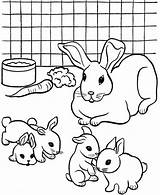 Coloring Rabbit Pages Pet Printable Colouring Rabbits Color Kids Print Pets Breeding Bunny Dog Popular Animal Coloringhome Small Comments Colorare sketch template