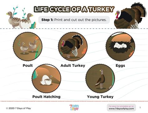 printables turkey life cycle ages   hp official site