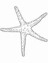 Coloring Sea Seastar Star Pages Color Animals Colouring Printable Popular Sheet Animal sketch template