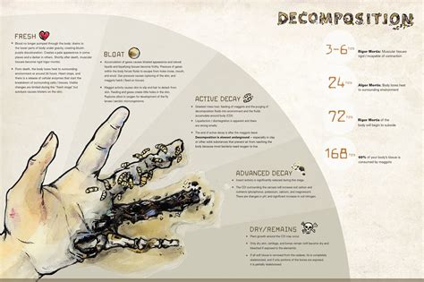 human decomposition infographic behance