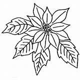 Poinsettia Coloring Getdrawings Flower Pages sketch template