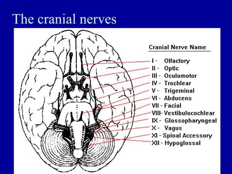 ppt the cranial nerves powerpoint presentation free download id