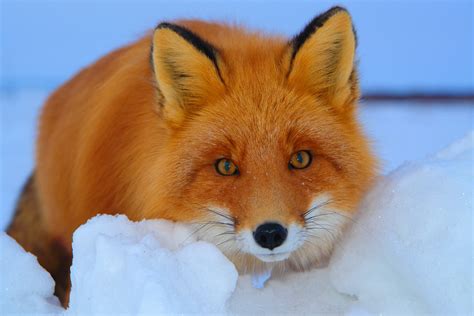 Red Fox In The Snow Wallpapers And Images Wallpapers