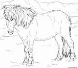 Coloring Horse Icelandic Pages Printable sketch template