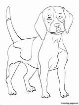 Beagle Coloring Pages Dog Printable Getdrawings Color Getcolorings 68kb 750px sketch template