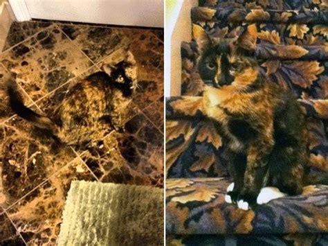find the hidden cats in these photos 21 pics