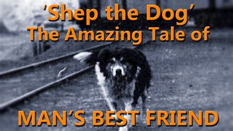 faithful  story  shep  dog nbc news