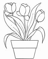 Flower Draw Tulips Tulip sketch template