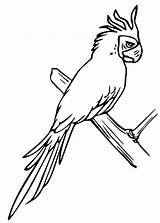 Parakeet Cockatiel Coloriages Perruches sketch template