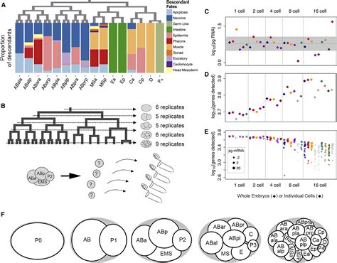 transcriptional lineage   early  elegans embryo developmental cell